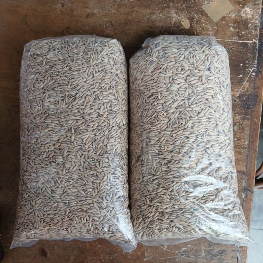 GABAH MERAH. GABAH isi beras merah. 1kg.