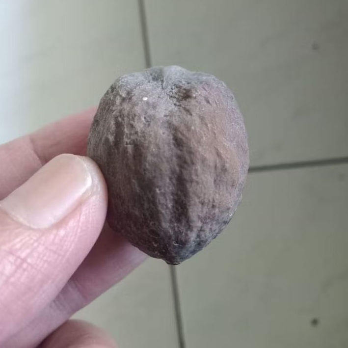 Kemiri Adu Muncang Adu Yanti Arum Rel Urat Dua