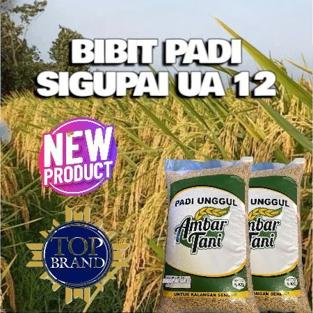 BIBIT BENIH PADI UNGGUL SIGUPAI UA 12 KEMASAN 5KG