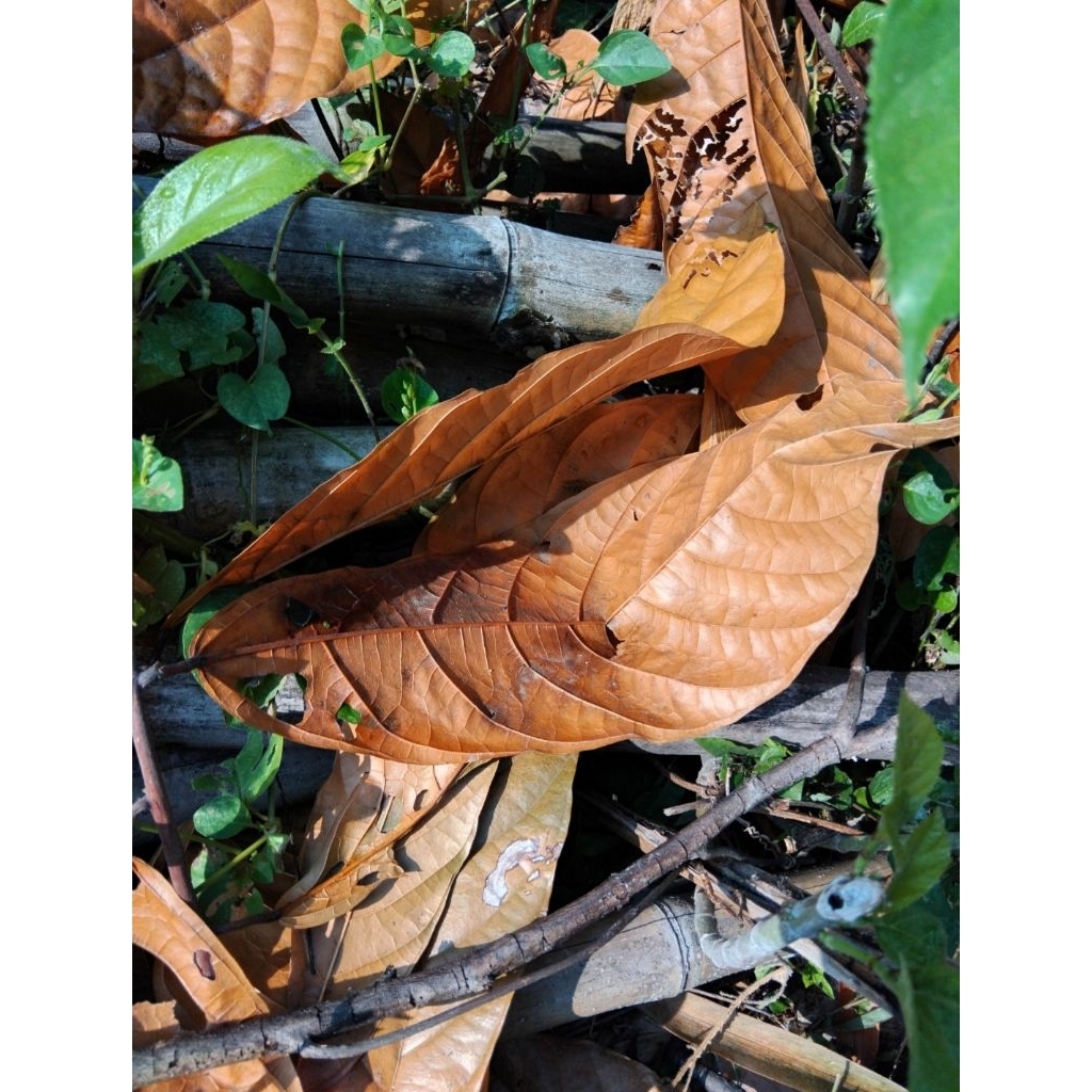 

daun kakao | Daun coklat kering 35lembar