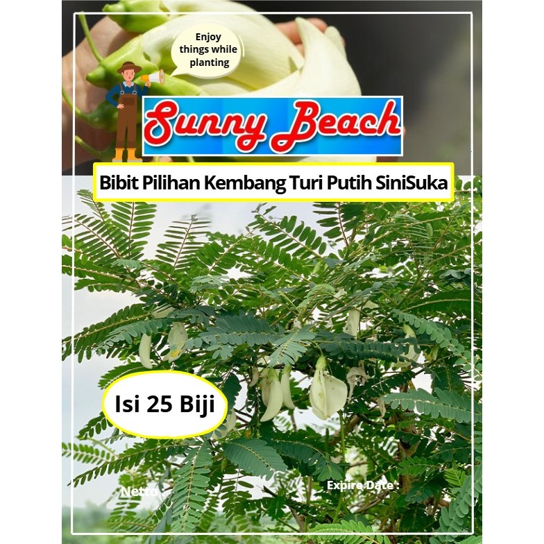 Bibit Pilihan Kembang Turi Putih SiniSuka | Biji Benih Kembang Turi Putih SiniSuka | Bunga Turi