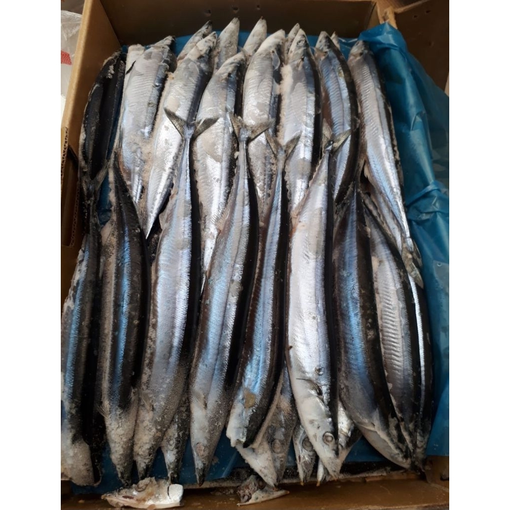 

Ikan Sanma Size 110-120 Gram