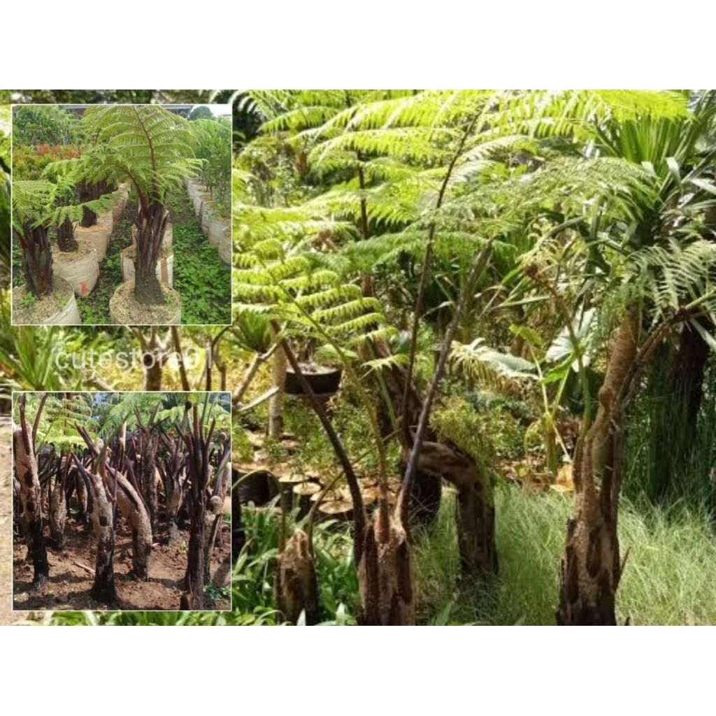 Pakis Monyet Pakis Paku Tihang 30-60cm