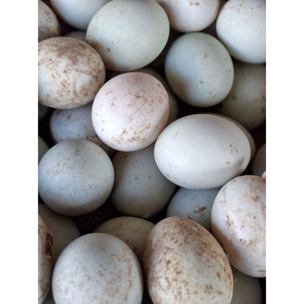 

TELOR ITIK TAMBAK ALUH-ALUH PER BIJI/telur bebek lokal