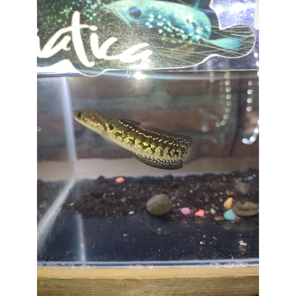 (BiSa COD bayar di tempat) asiatica RSWS7-12cm (GARANSI HIDUP)