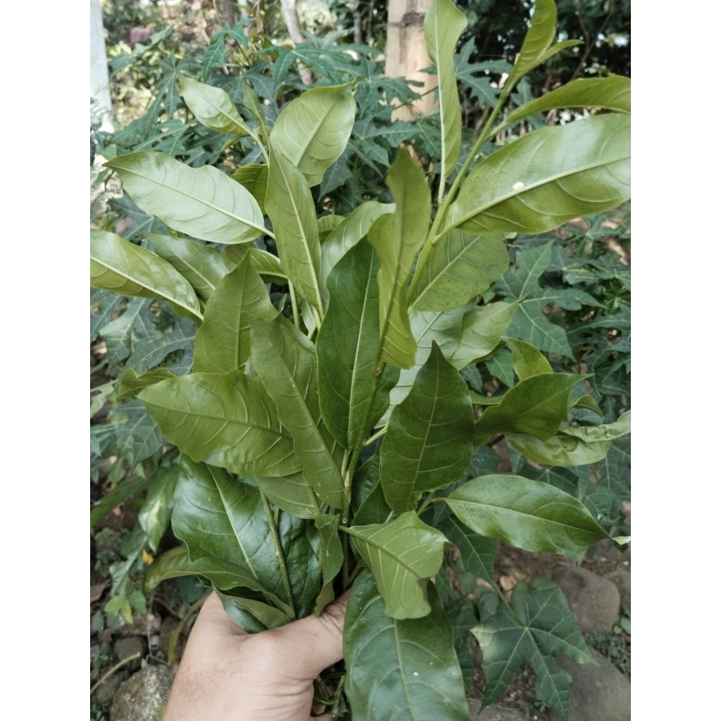 

daun dayang fresh untuk gatal isi 300gram