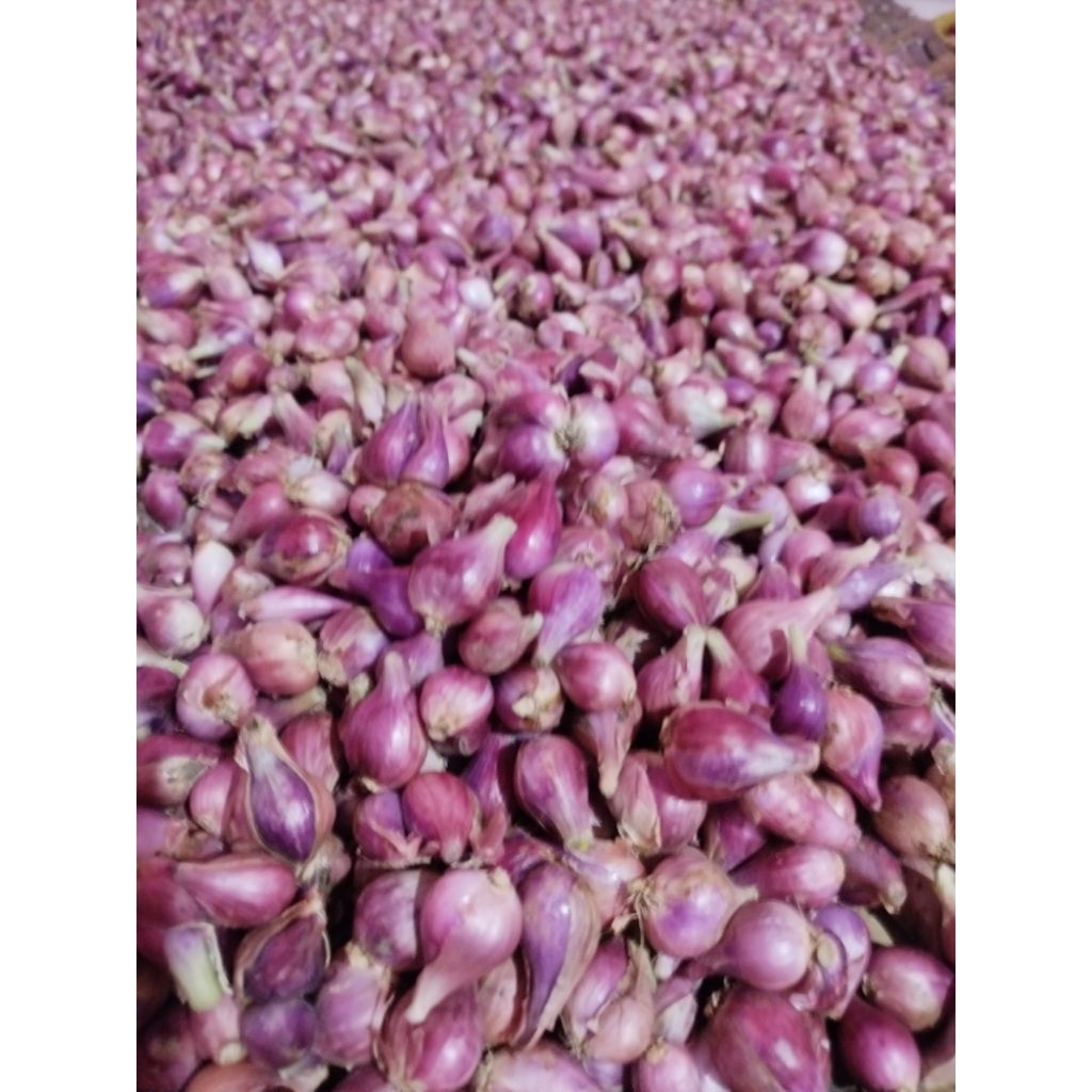 

Bawang Merah Brebes 1kg Fresh Asli Brebes Ukuran Sedang