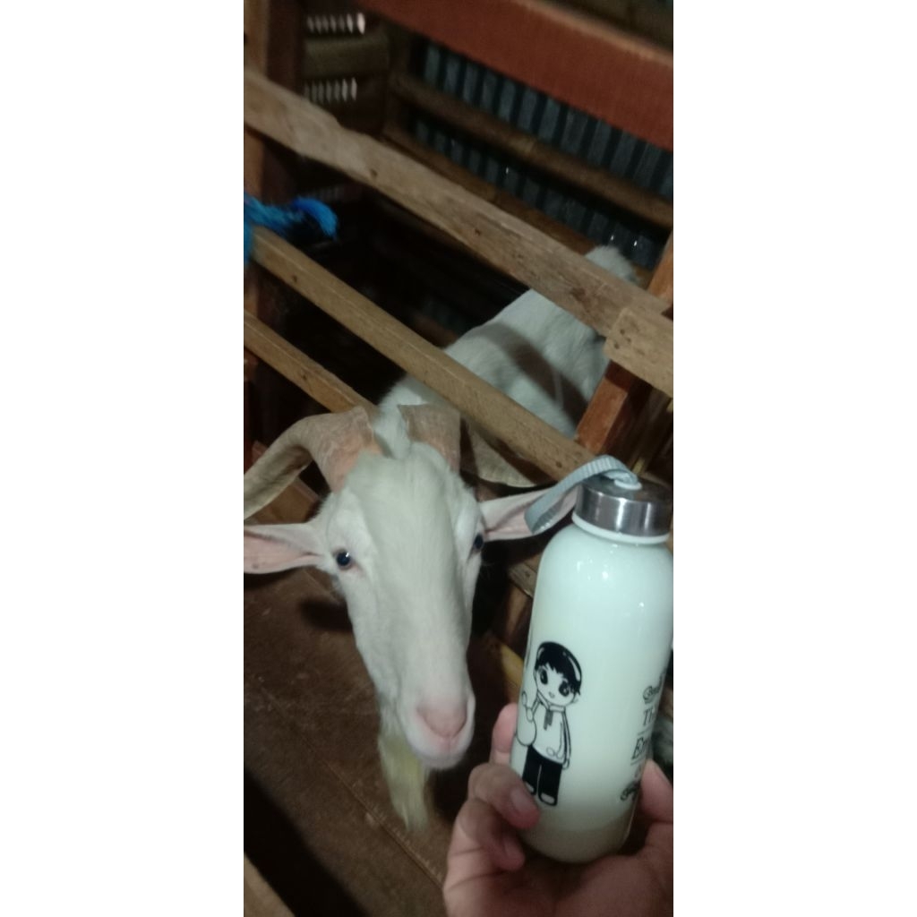 

Susu Kambing Murni and fresh