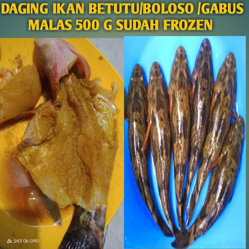 

DAGING IKAN BETUTU 500 G FROZE