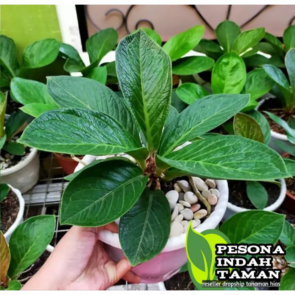 Tanaman Hias Anthurium Jemani Mangkok Tornado - anthurium Jemani tornado