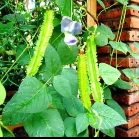 

sayur kecipir fresh langsung di petik dari kebun 250gr