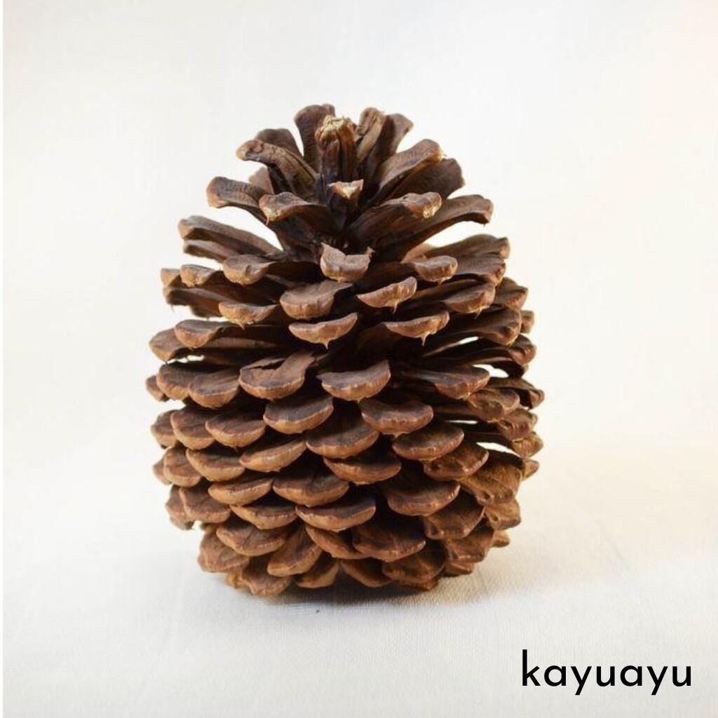

BUAH PINUS | PINE CONE