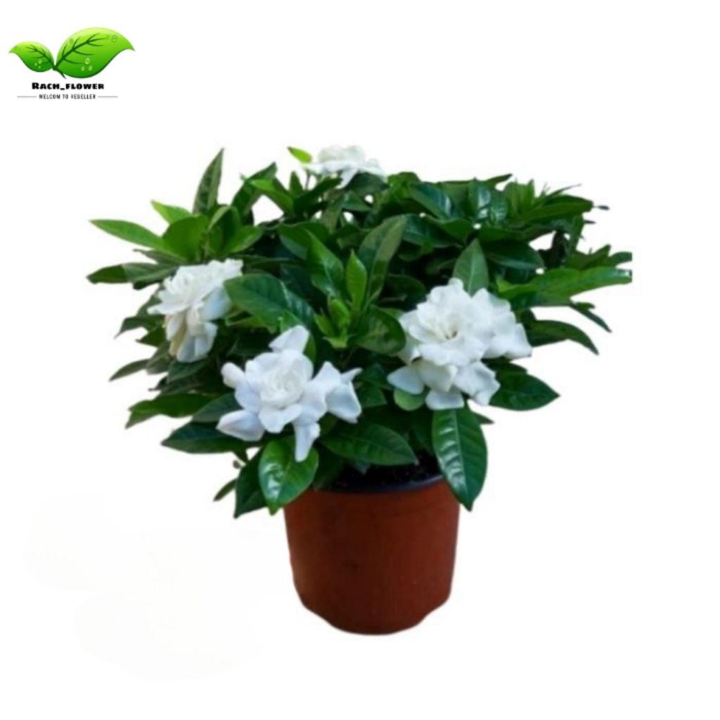 Tanaman hias Kaca piring - bunga melati kaca piring - tanaman bunga