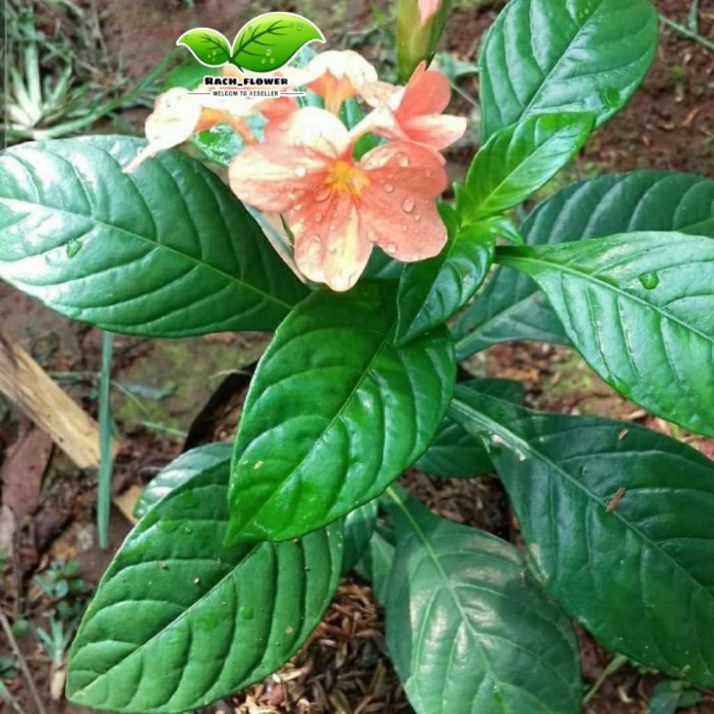 Tanaman hias Crossandra - pohon Crosandra - Pohon krosandra