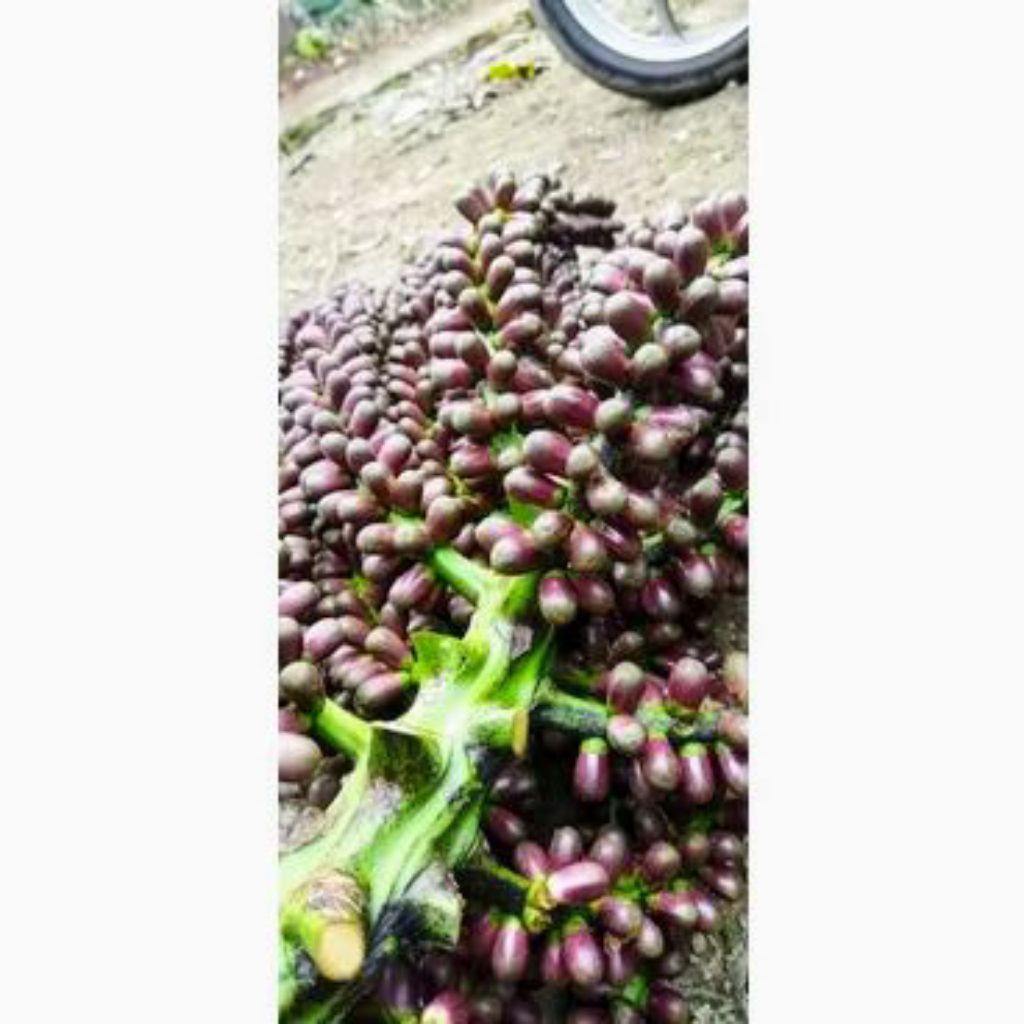 

buah aren 1kg serbuk sari buah aren pakan lebah