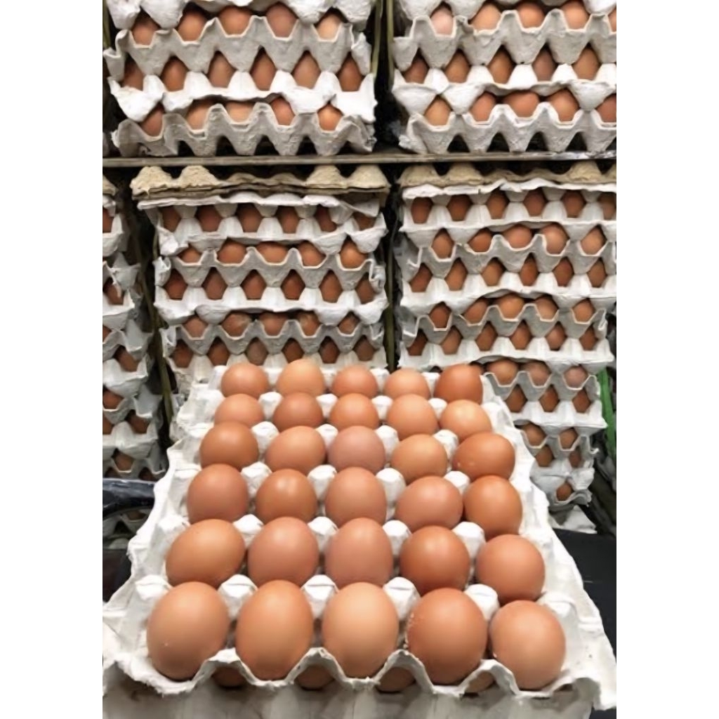 

TELOR AYAM RAS LOKAL/telur ayam ras