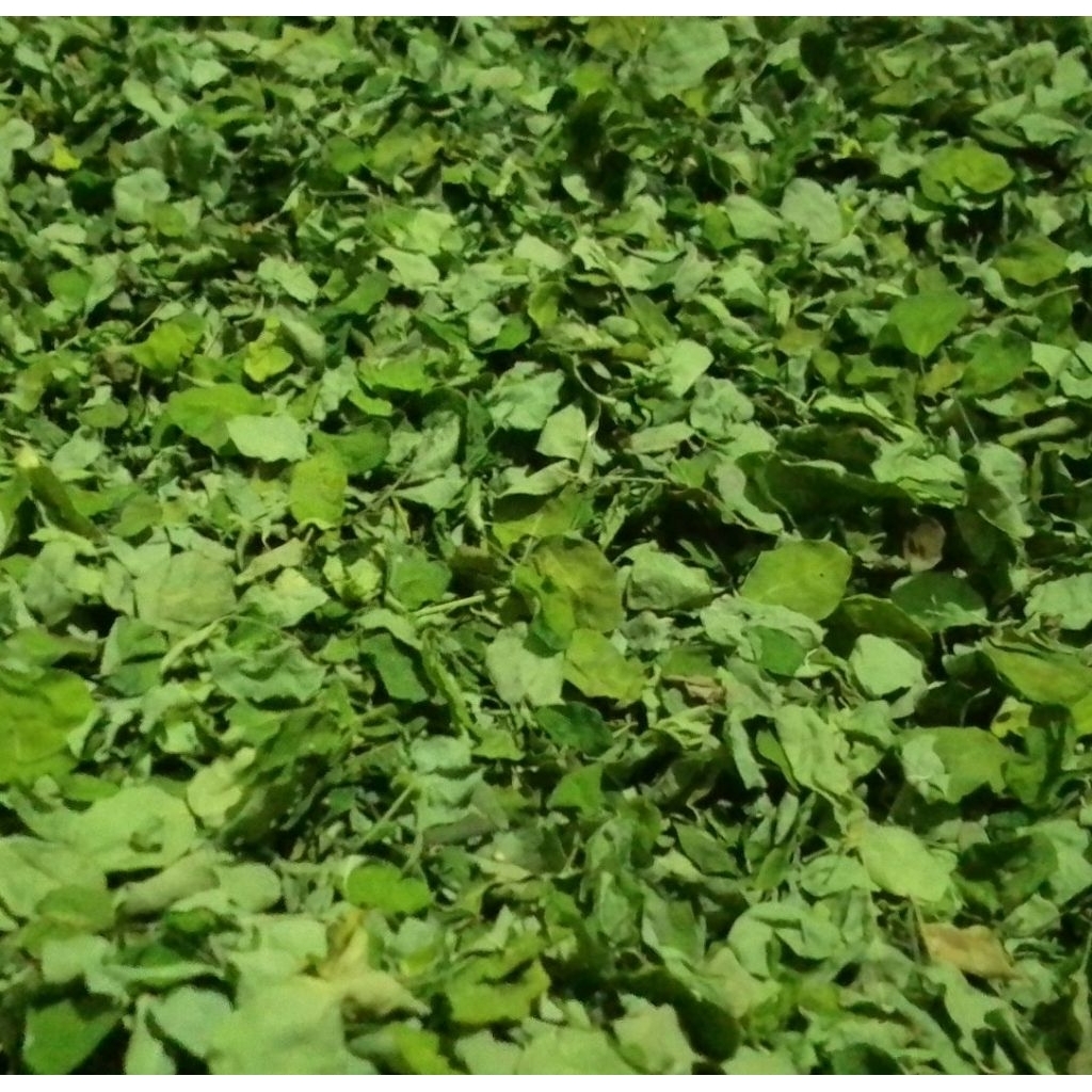 

Teh Daun Kelor kering kemasan 1kg