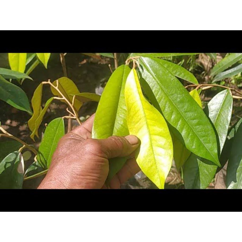 

pucuk durian segar 500 gr herbal