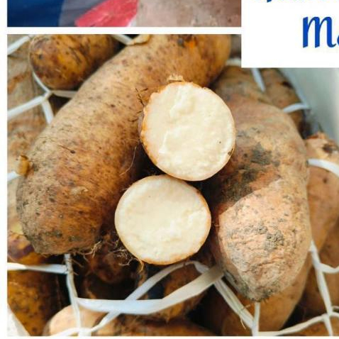 

GEMBILI KETAN MEDUK / MAKANAN SEHAT / MAKANAN TRADISIONAL / MAKANAN DIET / UMBI UMBIAN SEGAR Ukuran RANDOM berat 1 kg