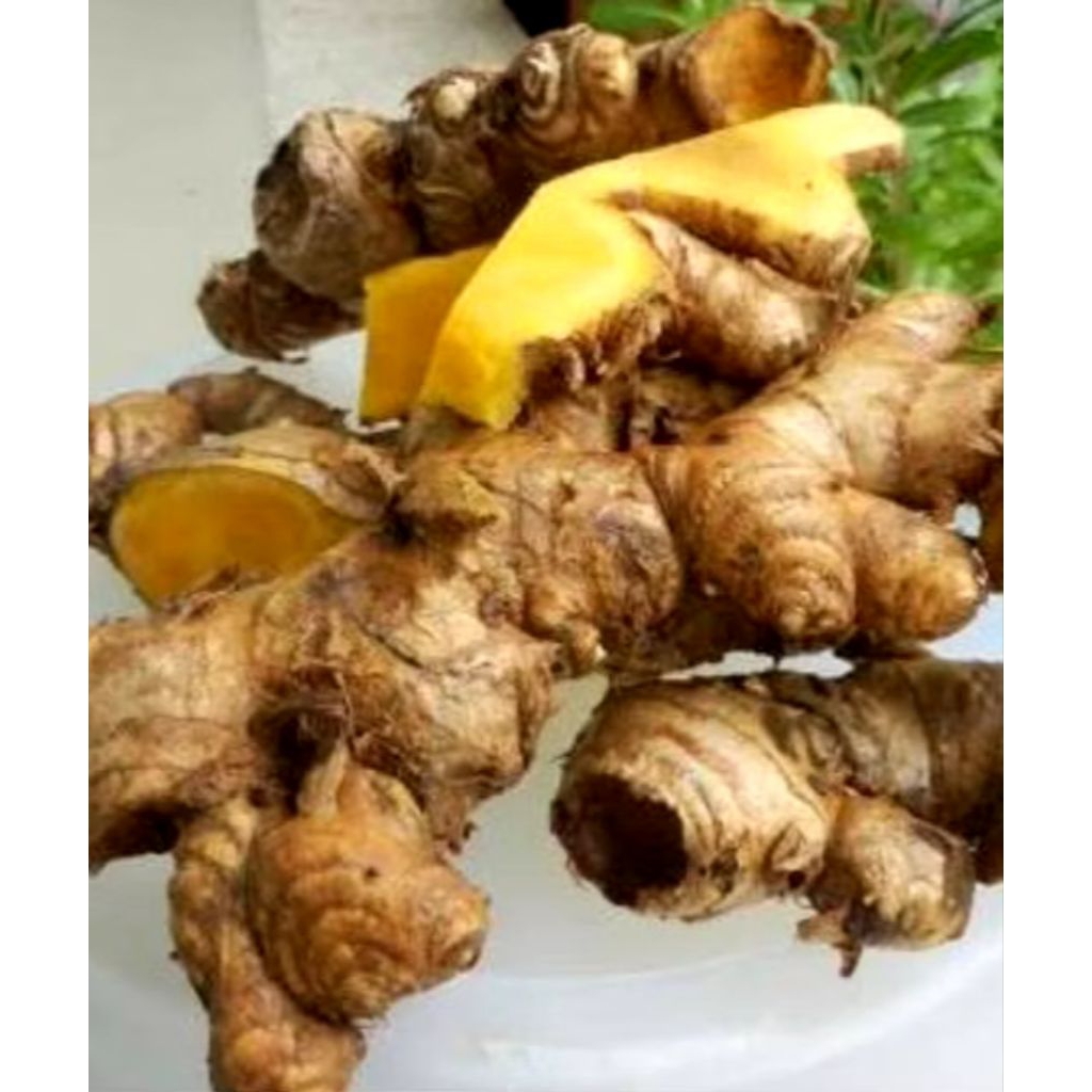 

BANGLE Seger Langsung petik 500gr