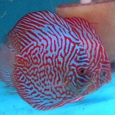 Discus Red Tiger / Discus aquascape ikan hias air tawar