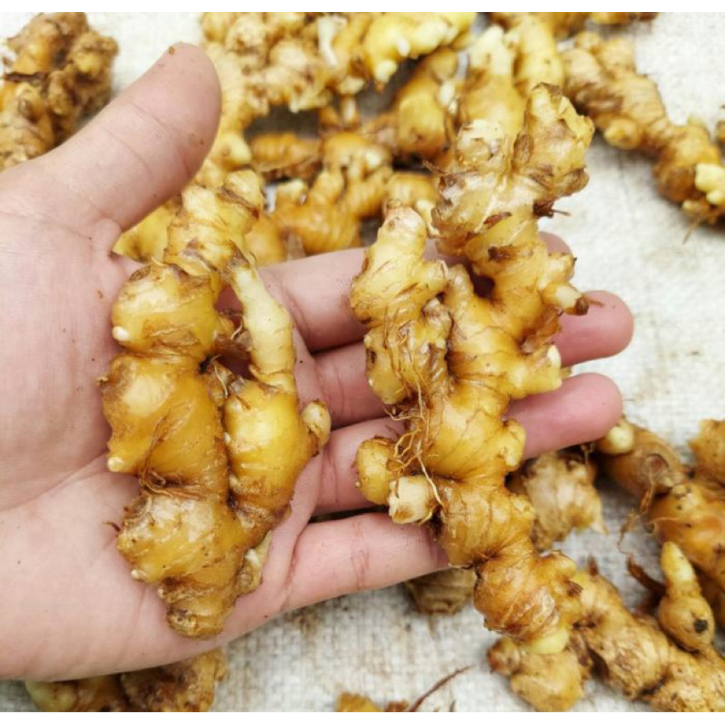 

BARUU!! Jahe Emprit 500 gram Asli Lokal