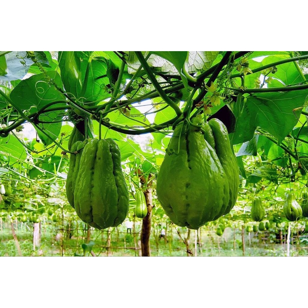 

Labu Siam fresh 1 Kg untuk sayur