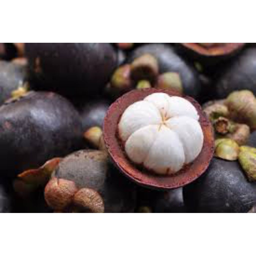 

manggis buah segar dan berkualitas