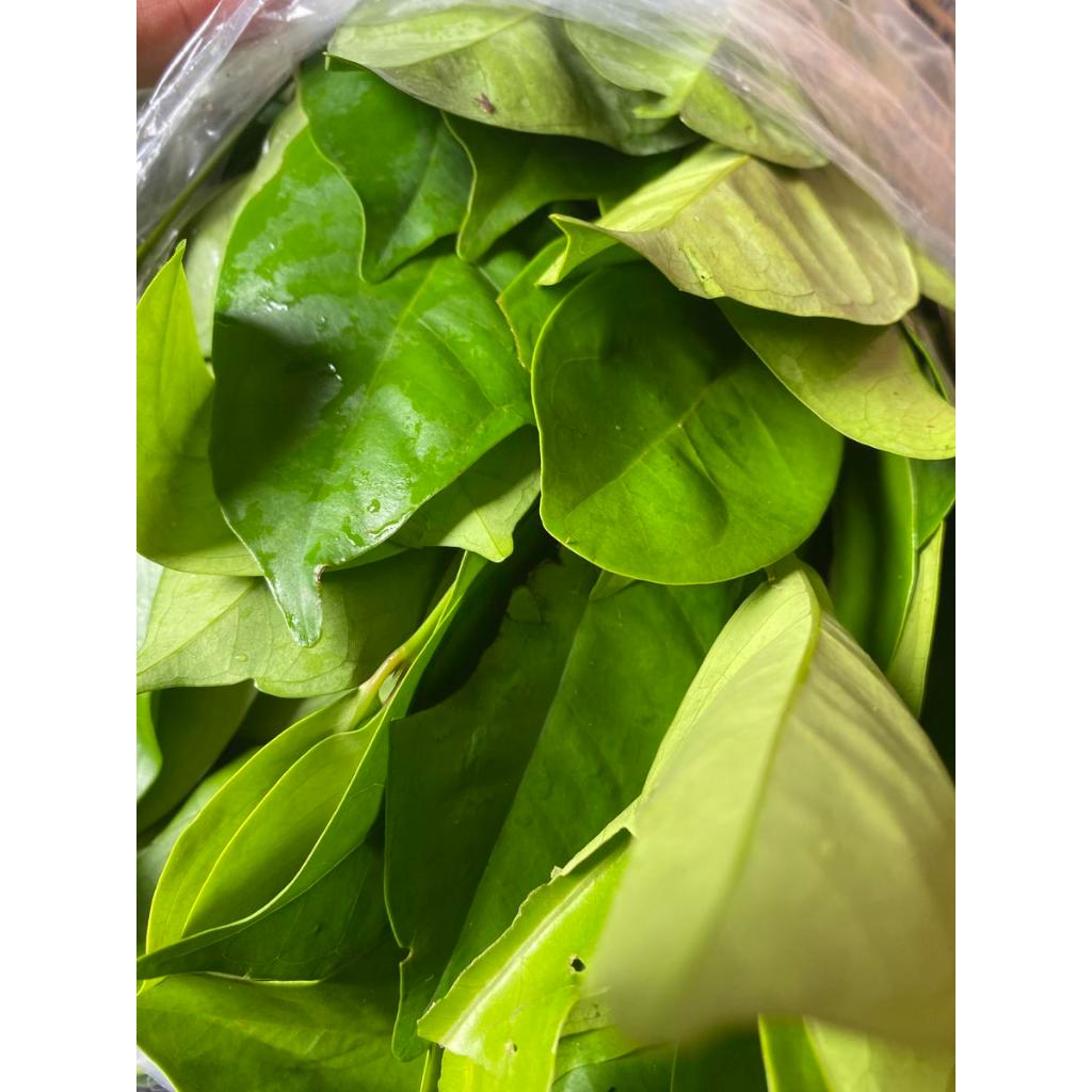

Daun salam fresh 1 kilogram