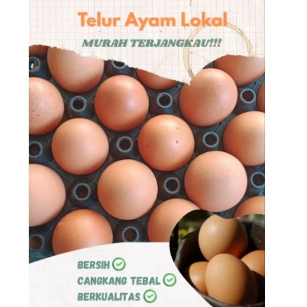 

TELUR AYAM LOKAL