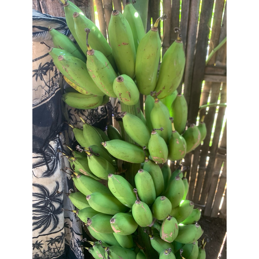 

pisang uli 1kg