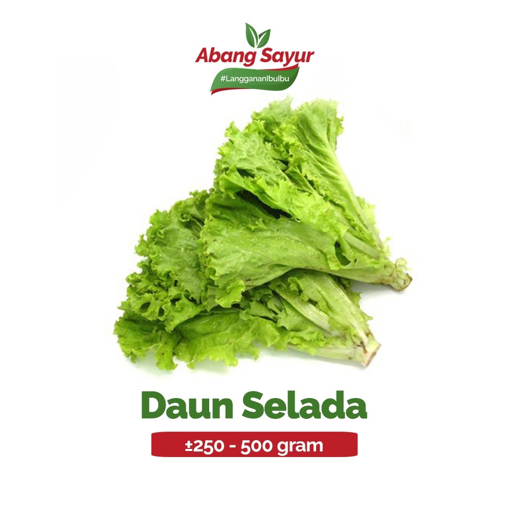 

Daun Selada Segar 500gr – Kirim Instant Bandung (Fresh Harian) - Cocok untuk Burger, Salad & Lalapan