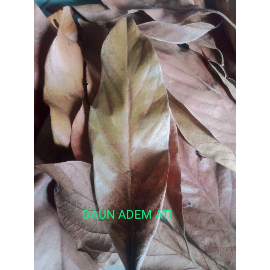 

daun adem ati/100g herbal diabet dll/samsul.herbal1