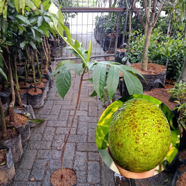 Bibit buah sukun |Buah sukun |Bibit buah