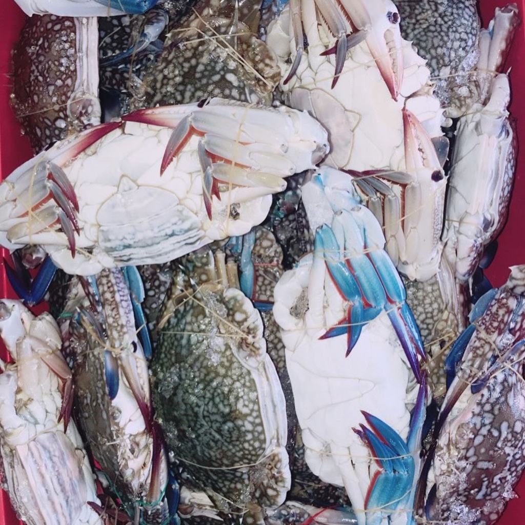 

Kepiting Rajungan Segar Kepiting Rajungan Fresh Frozen 1Kg