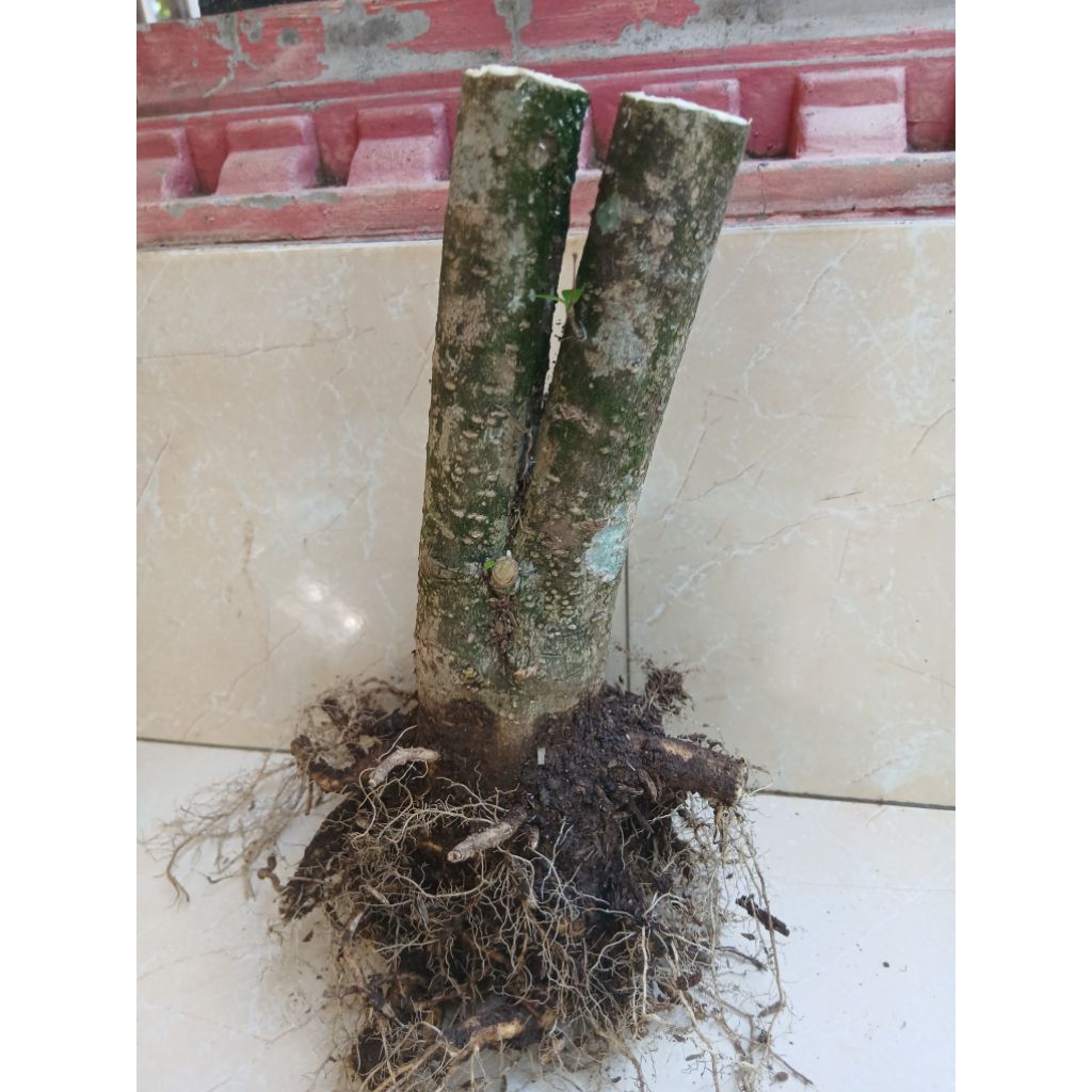 bahan bonsai bonggol anting putri twin