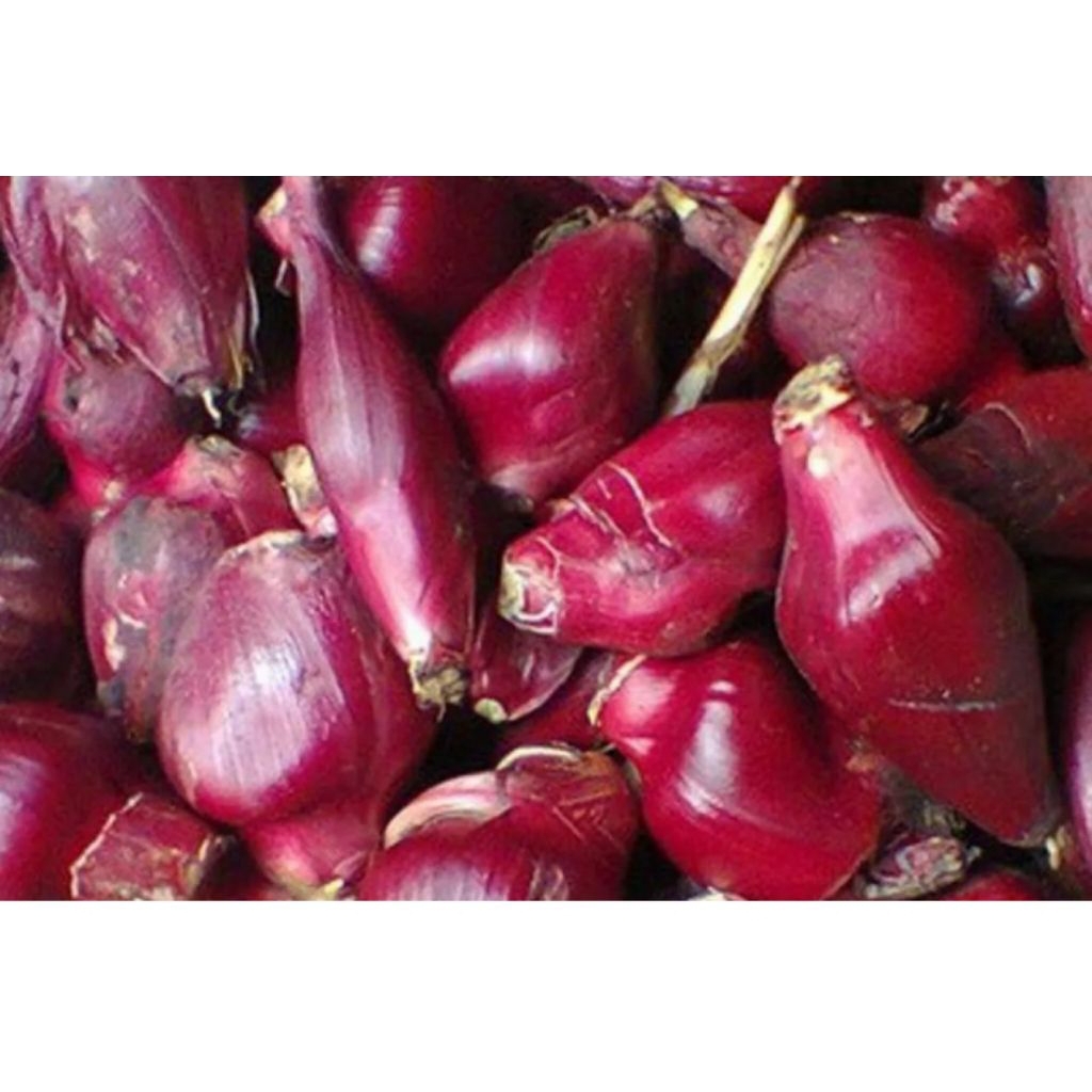 

bawang dayak segar masih fresh 1 kg