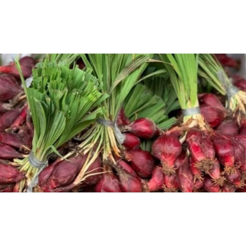 

bawang dayak segar 1kg