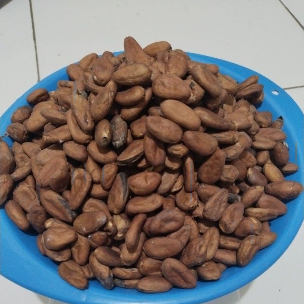 

Biji kakao kering