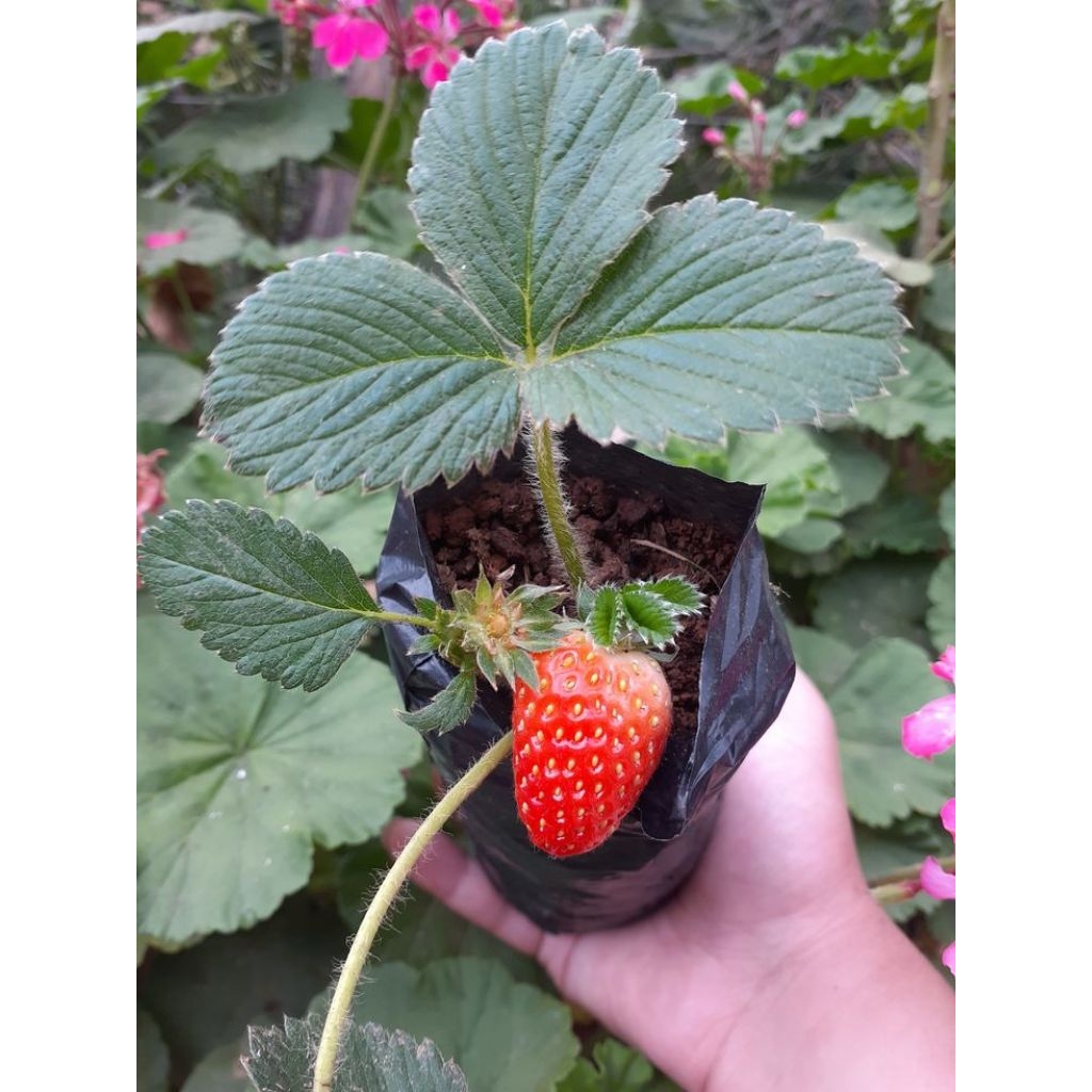 

Paket Buah Strawberry Merlan-Isi 5pot