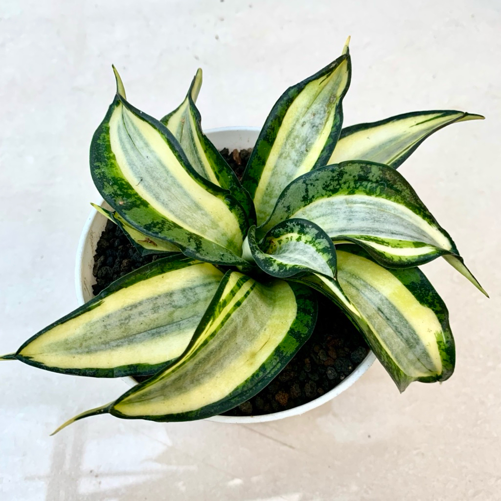 sansevieria golden wendy