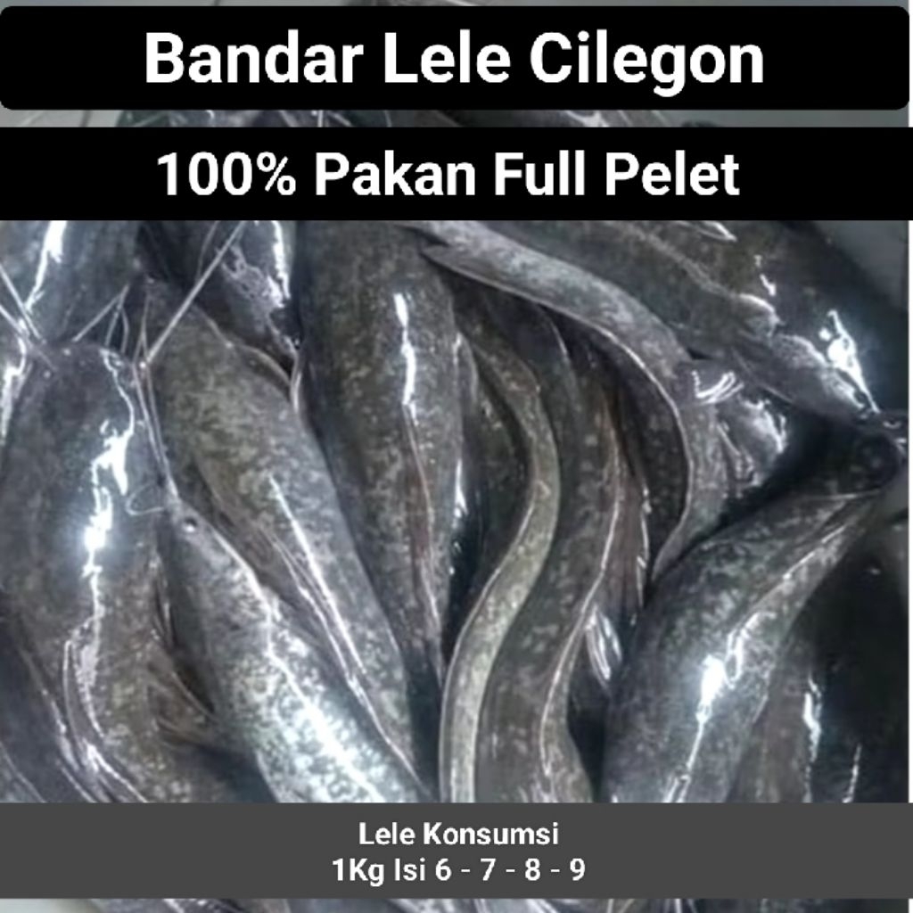 

ikan lele konsumsi/ikan lele segar/ikan lele fresh/lele konsumsi/ikan lele hidup/lele hidup