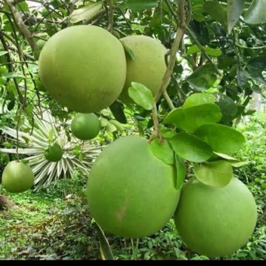 

Jeruk Pamelo Manis Khas muria berat 2kg
