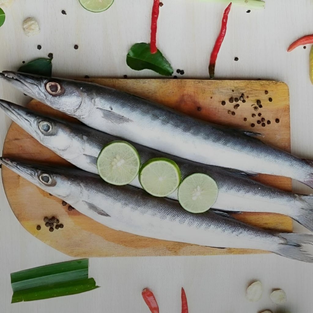 

IKAN BARAKUDA | IKAN ALU ALU | IKAN KACANG KACANG PREMIUM FRESH TERMURAH BERGARANSI IKAN LAKU IKAN SEGAR IKAN BEKU