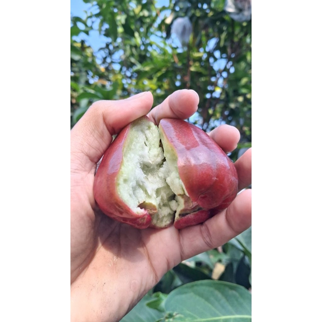 

JAMBU MADU DELI 500GR SUPER MANISS