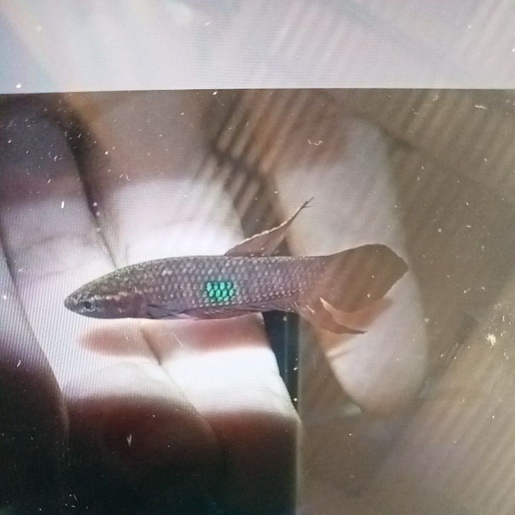 wild Betta coccina sepasang