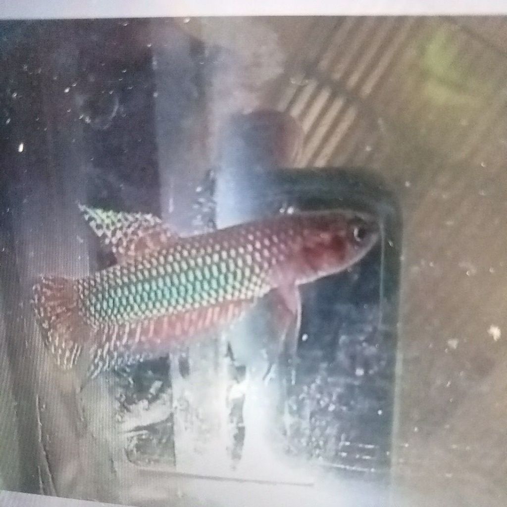 wild Betta Hendra sepasang