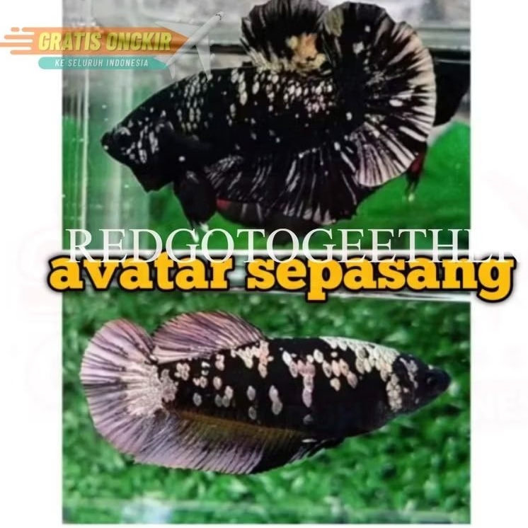 sepasang cupang Hm ya avatar coper gold usia dewasa siap breed betina full telur Thania Cupang Betta