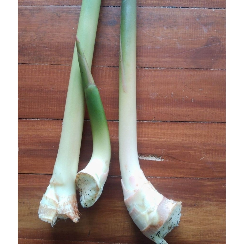 

Kecombrang muda honje muda segar alami 250 gram