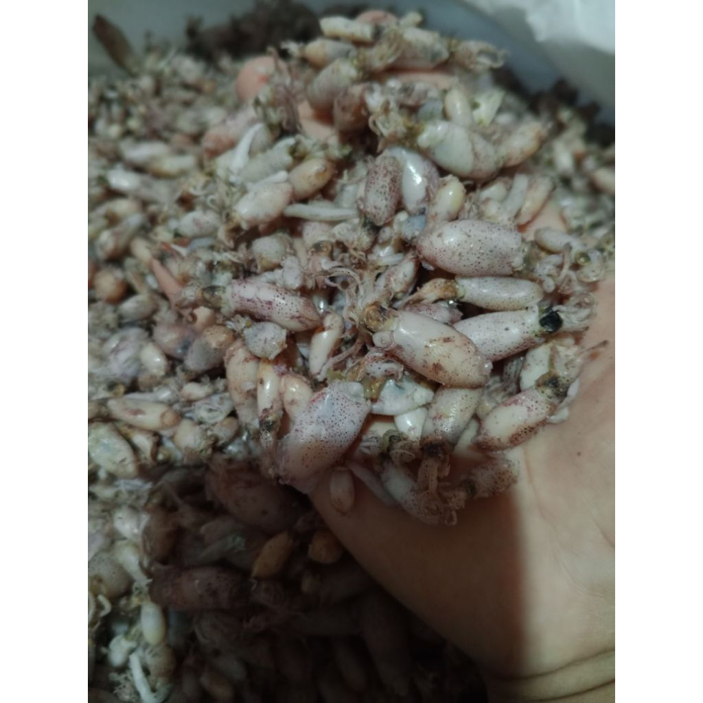 

BABY CUMI ASIN REBUS LAUT DARI LAMPUNG, LANGSUNG DARI PENGASIN NYA JDI IKAN NYA MASIH FRESH, CANTIK CANTIK